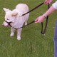Halti - multi-purpose training leash