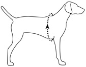 How to choose size harness Front range ruffwear