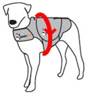 tour de poitrail Thundershirt